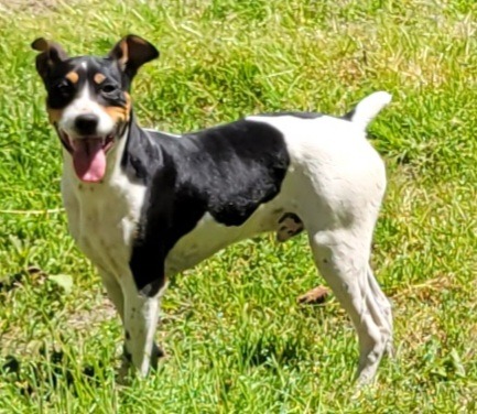 decker rat terrier breeders near me