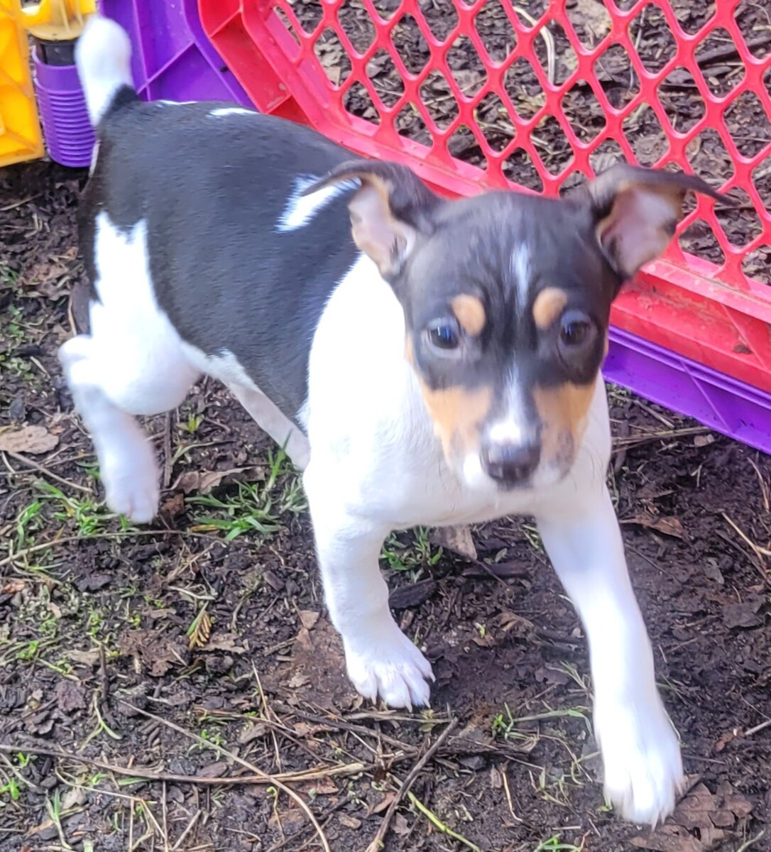 Mill creek sale rat terriers